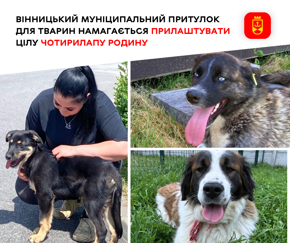 Вінницький муніципальний притулок для тварин намагається прилаштувати цілу чотирилапу родину